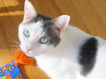Lincoln the cat is sitting on the floor, looking up at you